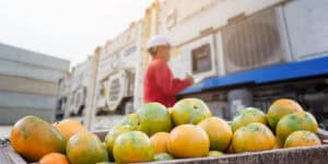 produce season freight